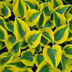 Hosta Autumn Frost - Eurohosta