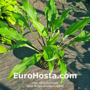 Hosta Buffalo Grassland Arrows