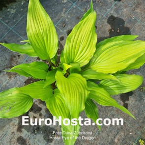 Hosta Albopicta - Eurohosta