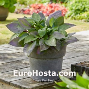 Hosta First Blush