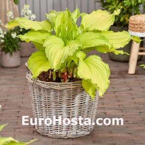 Hosta Albopicta - Eurohosta