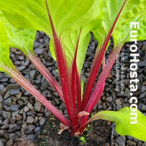 Hosta Albopicta - Eurohosta