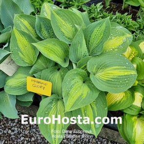 Hosta Paradise Glory - Eurohosta