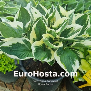 Hosta Patriot - Eurohosta