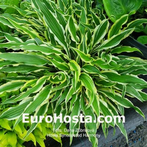 Hosta Albopicta - Eurohosta