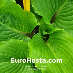 Hosta Albopicta - Eurohosta