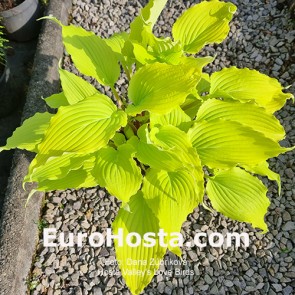 Hosta Albopicta - Eurohosta