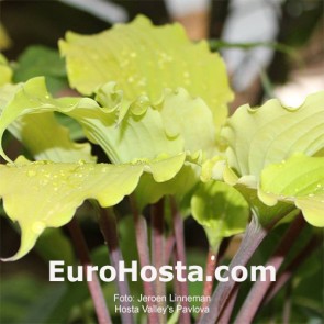 Hosta Albopicta - Eurohosta