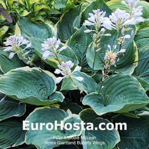 Hosta Albopicta - Eurohosta